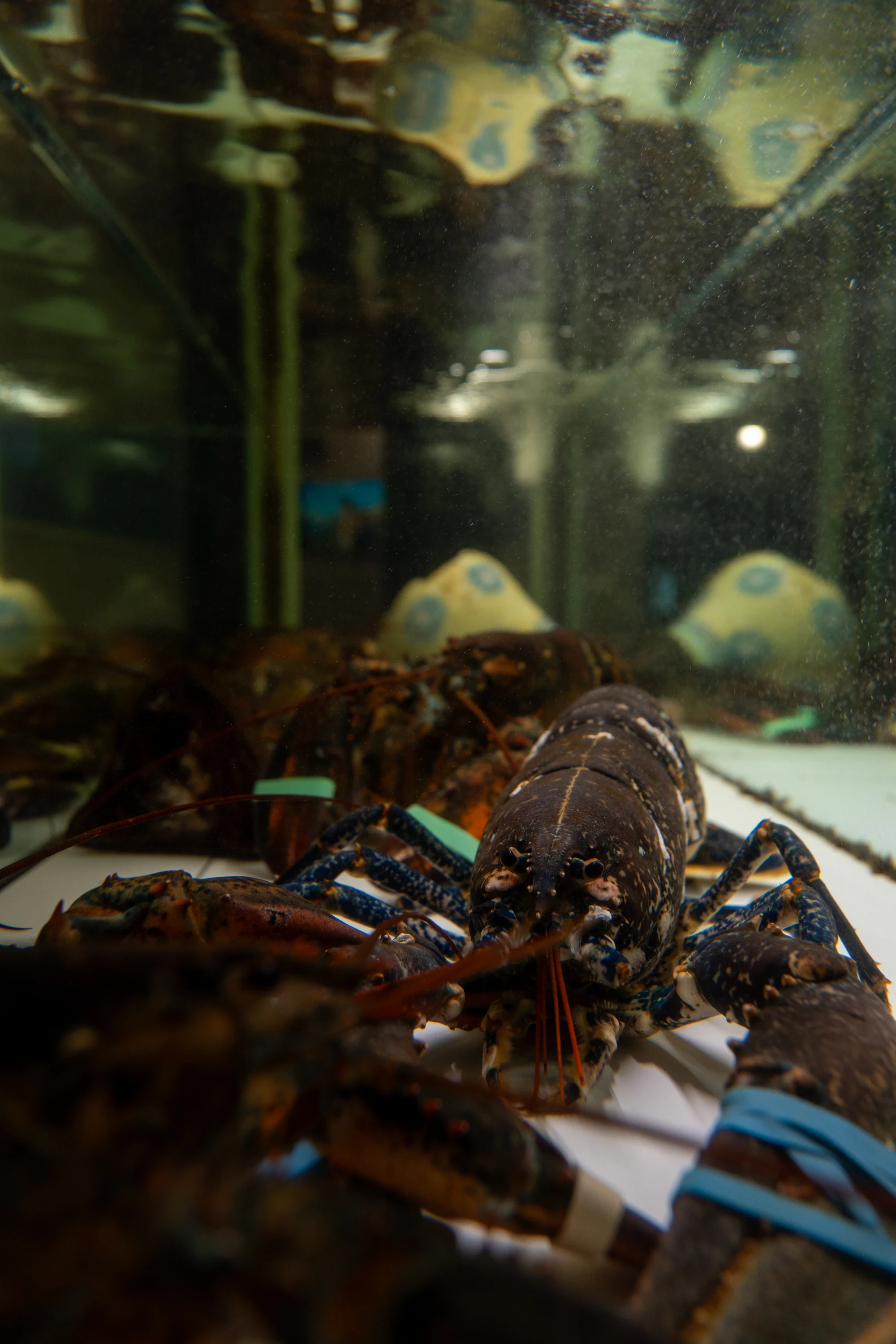 Primo piano di un'aragosta viva nell'acquario del Ristorante Le Mimose
